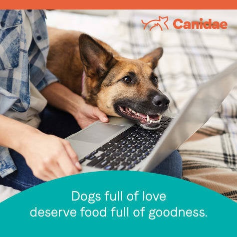 Canidae Pure with Grains Real Lamb & Brown Rice Recipe Dry Dog Food